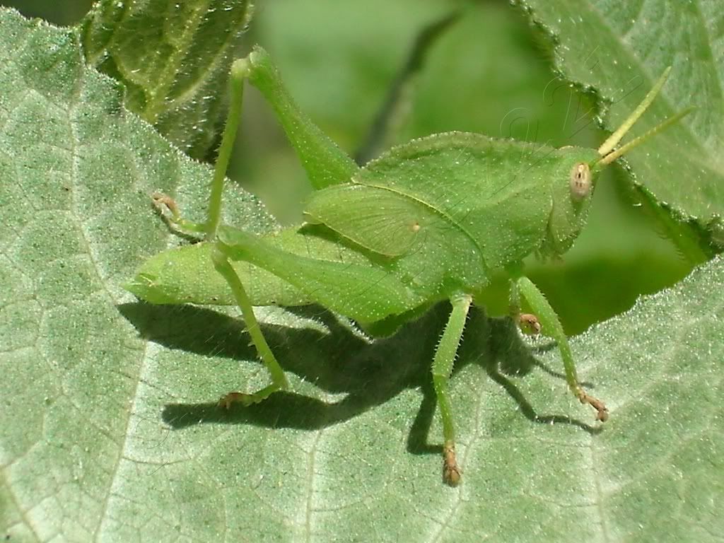 macro macro