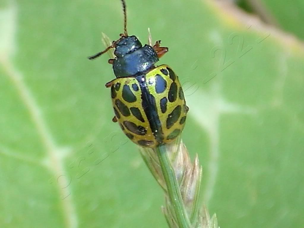 insectos insectos