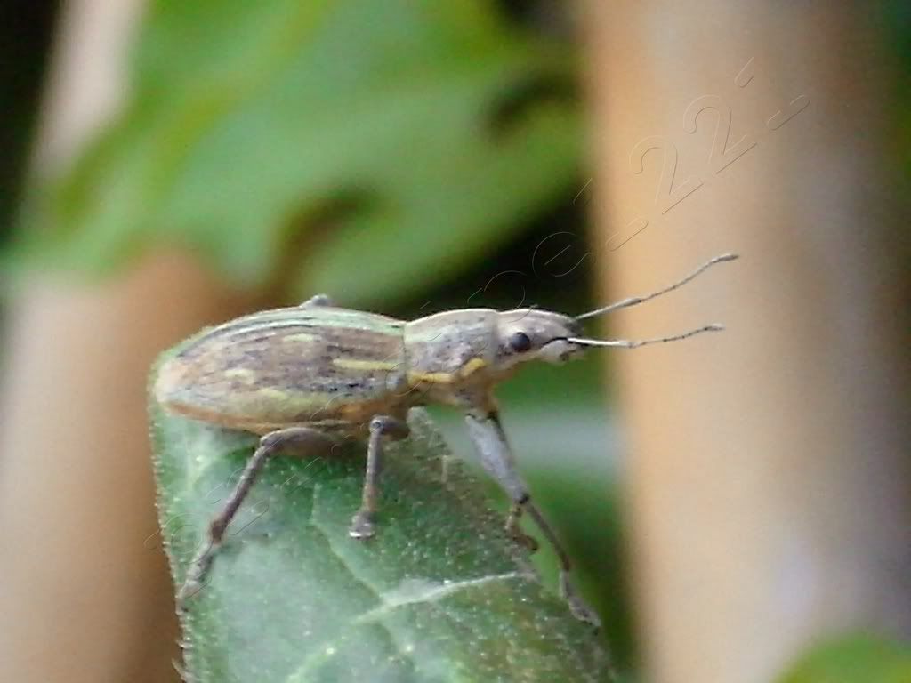 macro macro