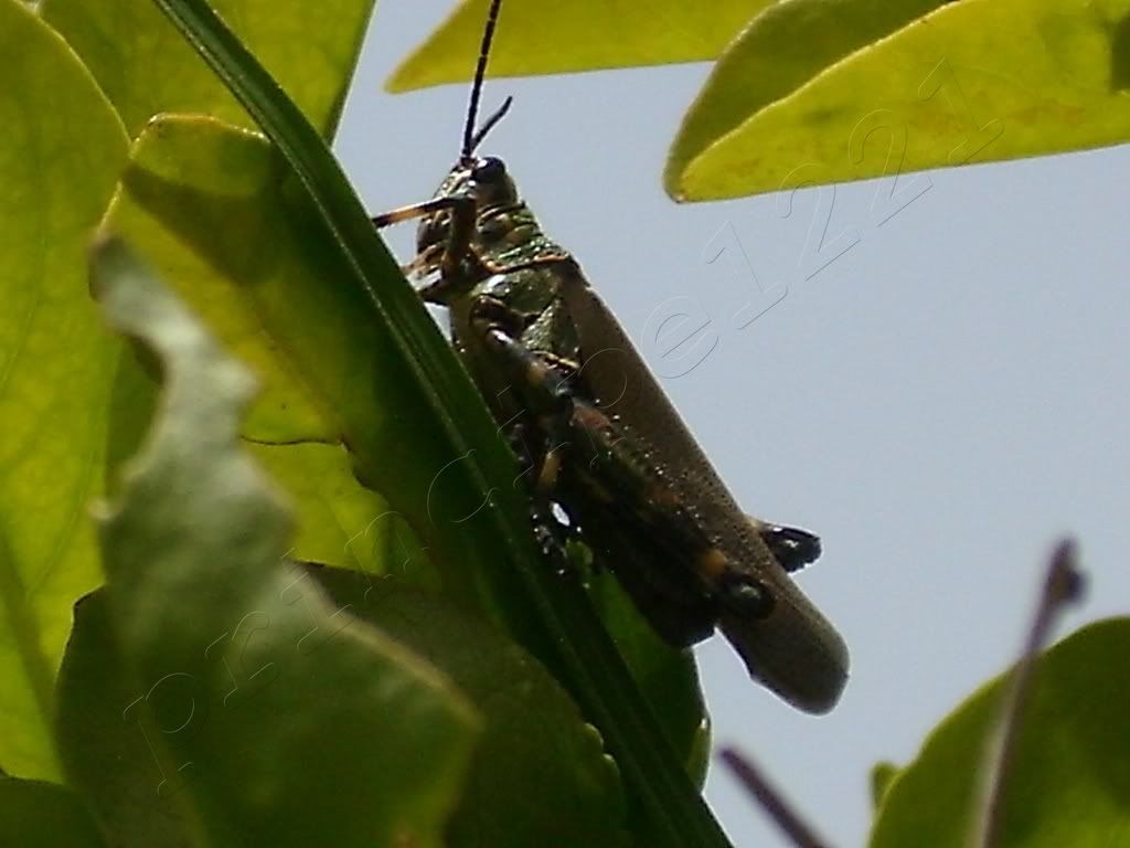 insectos insectos