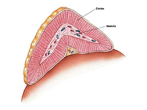 [Image: adrenal_gland.jpg]