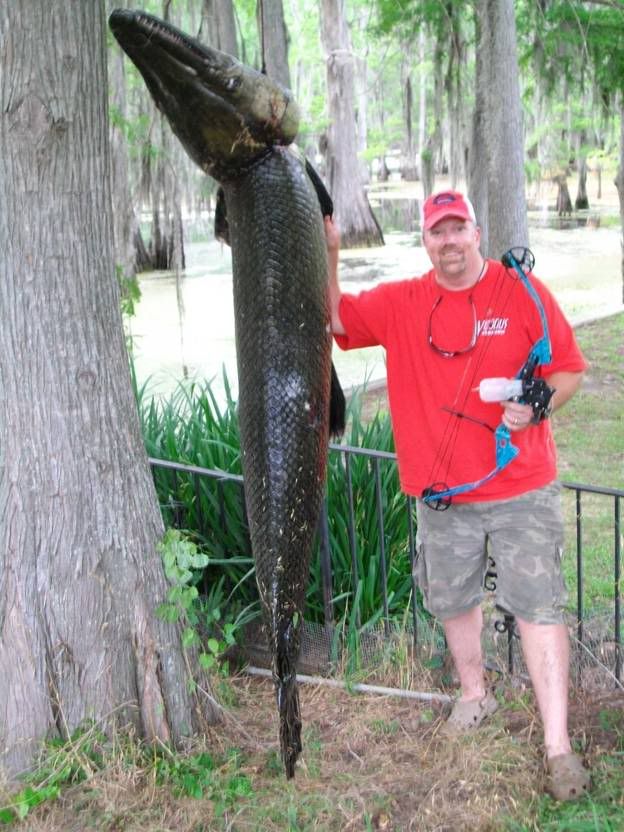 Huge Garfish