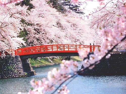 Cherry Blossoms</center> Pictures, Images and Photos