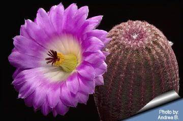 Echinocereus_rigidissimus_rubrispin.jpg