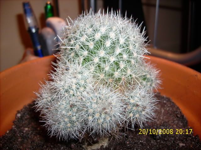 cactus002.jpg