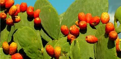 fico-india-opuntia-ficus-cactaceae-.jpg