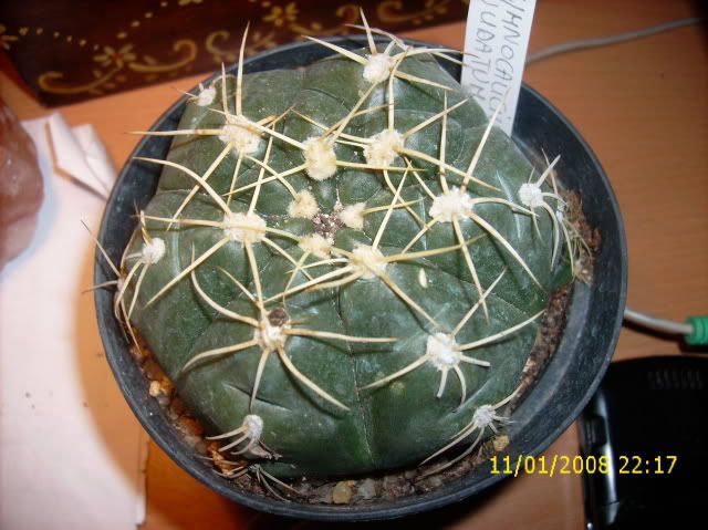 gymnocalicium001.jpg