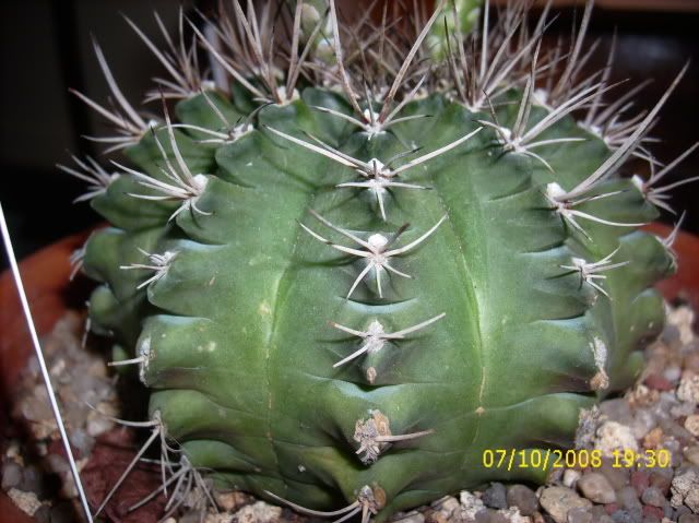 gymnocalicium007.jpg