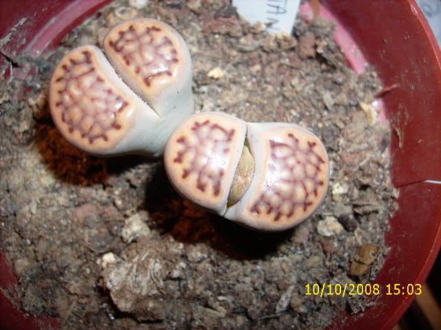 primibocciolidilithops001.jpg