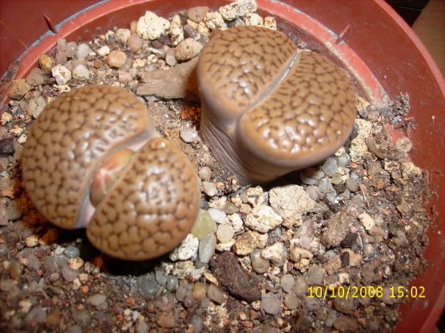 primibocciolidilithops002.jpg