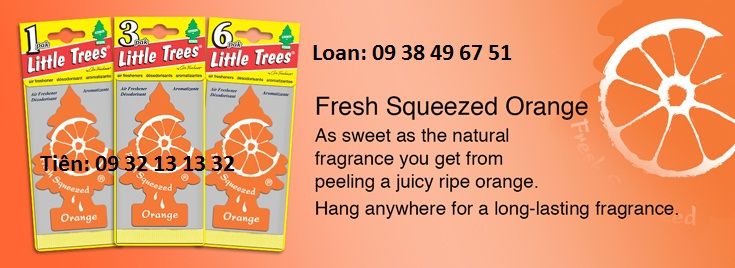 CÂY THÔNG THƠM (Little-trees) - 19