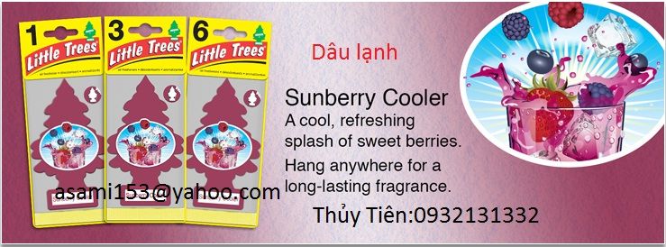 CÂY THÔNG THƠM (Little-trees) - 33