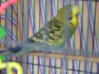 birds064.jpg