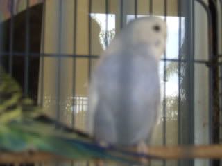 birds065.jpg