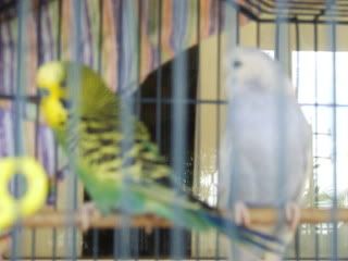 birds067.jpg