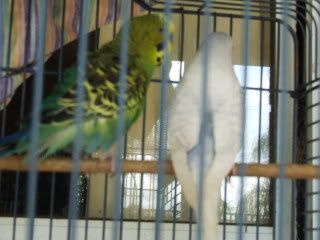 birds068.jpg