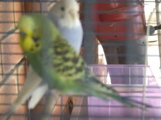 birds071.jpg