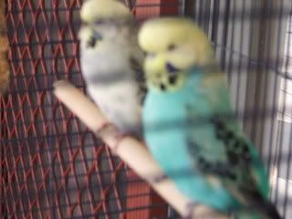 birds083.jpg