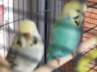 birds084.jpg