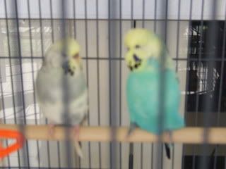 birds086.jpg