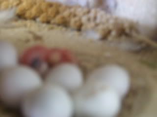birds099.jpg