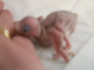 birds115.jpg