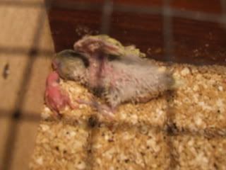 birds128.jpg