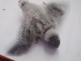 birds132.jpg