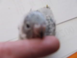 birds137.jpg