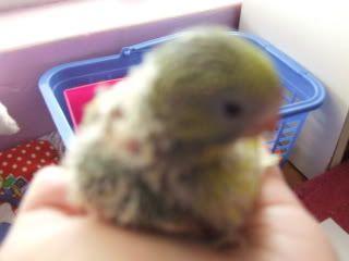 birds140.jpg