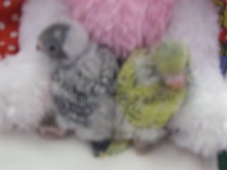 birds142.jpg