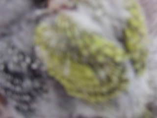 birds146.jpg