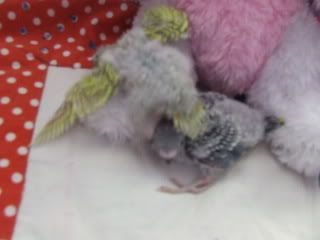 birds149.jpg