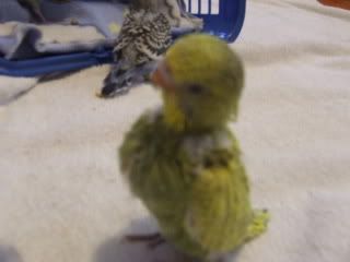 birds152.jpg