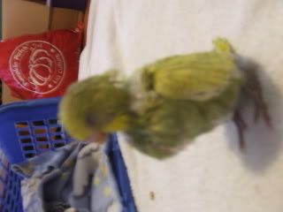 birds154.jpg