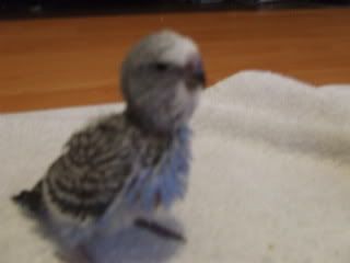 birds159.jpg