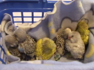 birds167.jpg