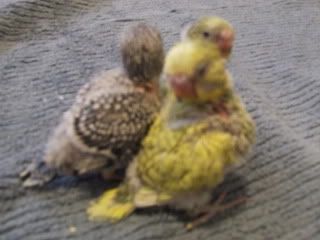 birds169.jpg