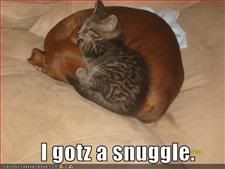 dog and cat,Snuggle