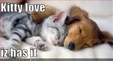 dog and cat,Sleep,Love