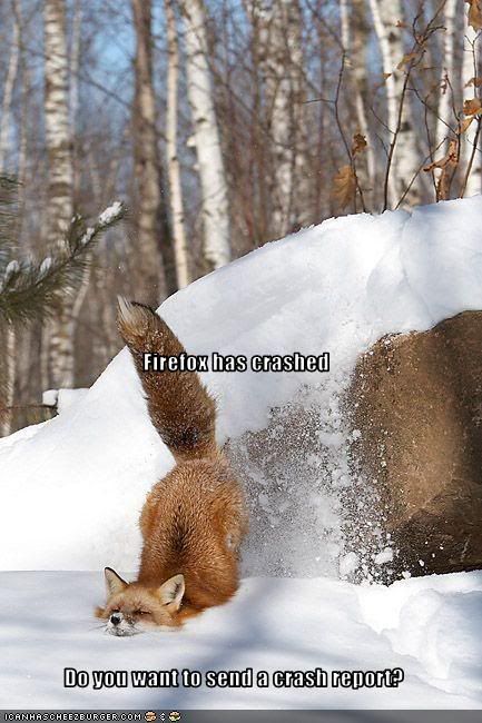 Fox,Crash,Snow