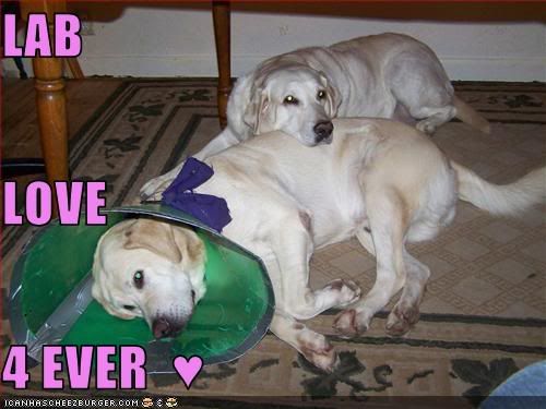 Love,2 dogs,Yellow Lab