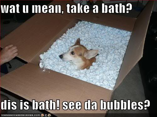 dog,Bath