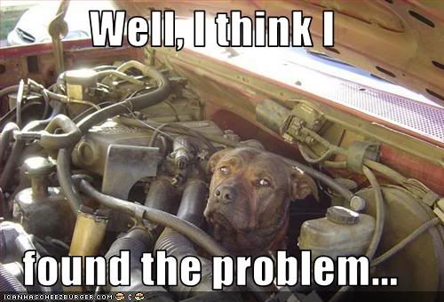 Dog,Car,Maintenance