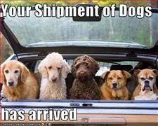 Dogs,Delivery