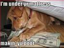 Dog,Money,Beds,Mischief