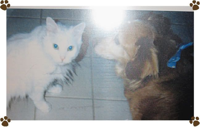 Squeaky,dog and cat,Frame