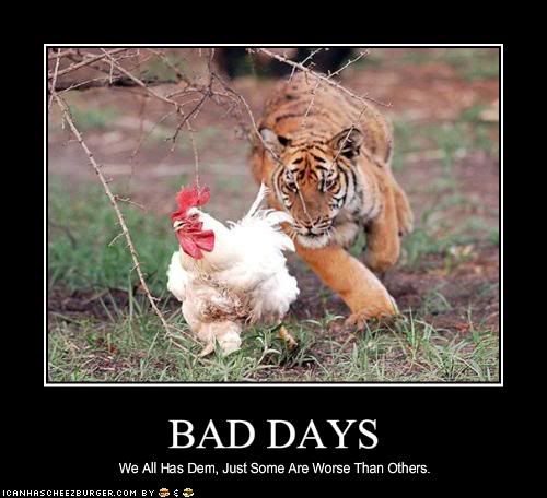 Tiger,Chicken,Bad Day,HWYD Diary