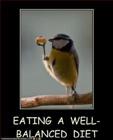 Bird,Food,Nutrition
