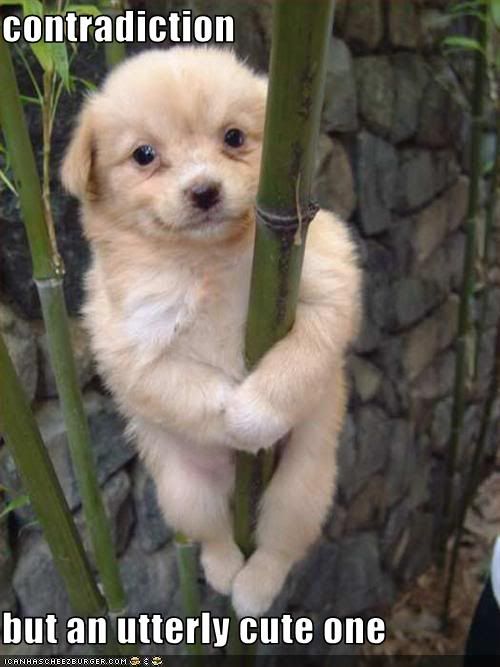 Dog,tree,Cute